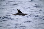 ASM04241125 tuimelaar / Tursiops truncatus