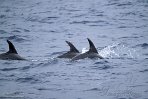 ASM04241134 tuimelaar / Tursiops truncatus