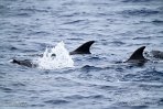 ASM04241163 tuimelaar / Tursiops truncatus