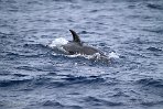 ASM04241200 tuimelaar / Tursiops truncatus