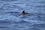 ASM04241260 Atlantische gevlekte dolfijn / Stenella frontalis