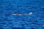 ASM04241312 potvis / Physeter macrocephalus