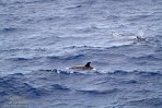 ASM07241762 Atlantische gevlekte dolfijn / Stenella frontalis