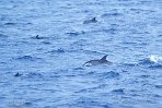 ASM07241818 Atlantische gevlekte dolfijn / Stenella frontalis