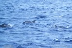 ASM07241826 Atlantische gevlekte dolfijn / Stenella frontalis