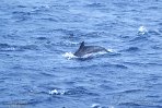 ASM07241832 Atlantische gevlekte dolfijn / Stenella frontalis