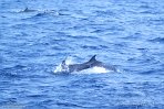 ASM07241851 Atlantische gevlekte dolfijn / Stenella frontalis