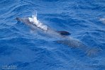 ASM07241884 Atlantische gevlekte dolfijn / Stenella frontalis