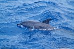 ASM07241890 Atlantische gevlekte dolfijn / Stenella frontalis