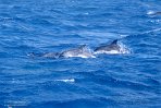 ASM07241930 Atlantische gevlekte dolfijn / Stenella frontalis