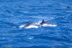 ASM07241931 Atlantische gevlekte dolfijn / Stenella frontalis