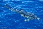 ASM01240016 gewone dolfijn / Delphinus delphis