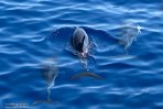 ASM01240040 gewone dolfijn / Delphinus delphis