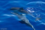 ASM01240046 gewone dolfijn / Delphinus delphis