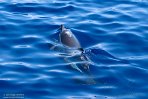 ASM01240050 gewone dolfijn / Delphinus delphis