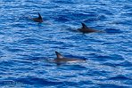 ASM01240062 gewone dolfijn / Delphinus delphis