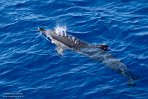ASM01240111 gewone dolfijn / Delphinus delphis