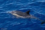 ASM01240112 gewone dolfijn / Delphinus delphis