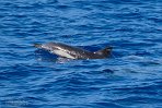 ASM01240150 gewone dolfijn / Delphinus delphis