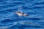 ASM01240158 gewone dolfijn / Delphinus delphis