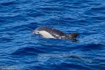 ASM01240159 gewone dolfijn / Delphinus delphis