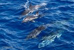 ASM01240189 gewone dolfijn / Delphinus delphis