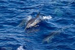 ASM01240203 gewone dolfijn / Delphinus delphis