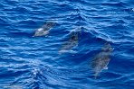 ASM01240207 gewone dolfijn / Delphinus delphis