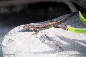 Mosteiros