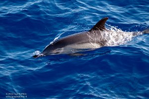 Whale Watching trip 2
