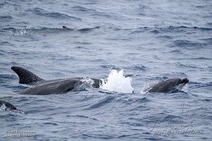Whale Watching trip 3