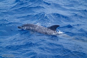 Whale Watching trip 4