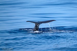 Whale watching trip 1