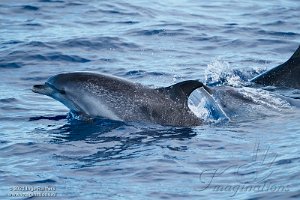 SaoMiguel - Azores