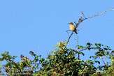 GBCW3090056 roodborsttapuit / Saxicola rubicola