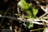 GBCW3090068 wespspin / Argiope bruennichi