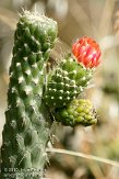 ELG0210151 cactus