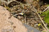 ELG0310264 Gomeraskink / Chalcides coeruleopunctatus