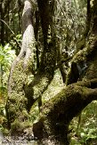 ELG0310278 Laguna Grande II trail