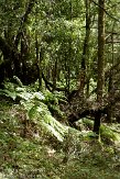 ELG0310281 Laguna Grande II trail