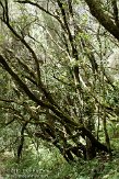 ELG0310284 Laguna Grande II trail