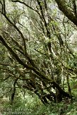 ELG0310284 Laguna Grande II trail