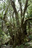 ELG0310293 Laguna Grande II trail