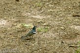 ELG0310303 Canarische vink / Fringilla coelebs canariensis