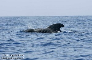 Whale watch trip