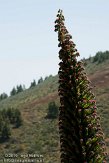 ETF0210155 Echium wildpretii