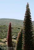 ETF0210157 Echium wildpretii