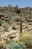 ETF0210163 Echium wildpretii