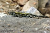 CHZ01135643 muurhagedis / Podarcis muralis