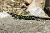 CHZ01135647 muurhagedis / Podarcis muralis